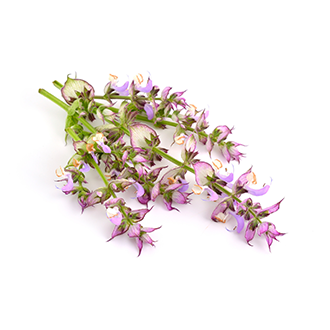clary sage oil tile