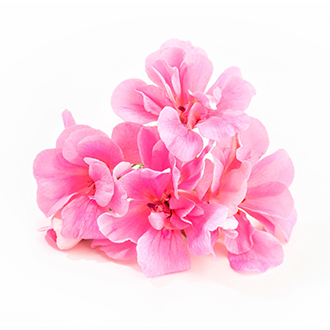 geranium oil tile