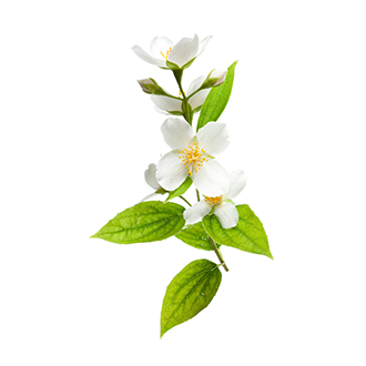 jasmine oil tile