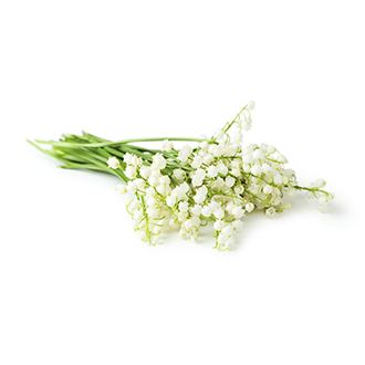 lily of the valley oil tile
