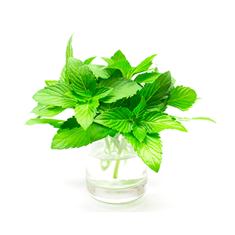 mint oil tile