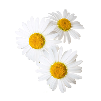 roman chamomile oil tile