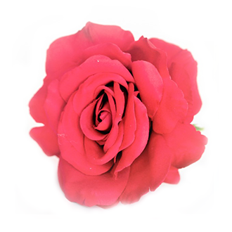 rose oil tile