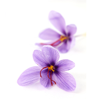 saffron oil tile