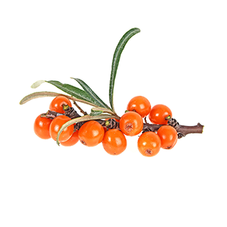 sea buckthorn oil tile