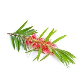 tea tree oil tile