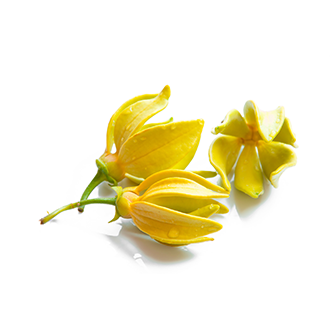 ylang ylang oil tile